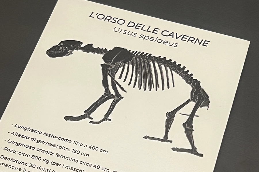 orso-delle-caverne-a-prevalle-con-valerio-zanaglio Orso delle caverne a Prevalle con Valerio Zanaglio