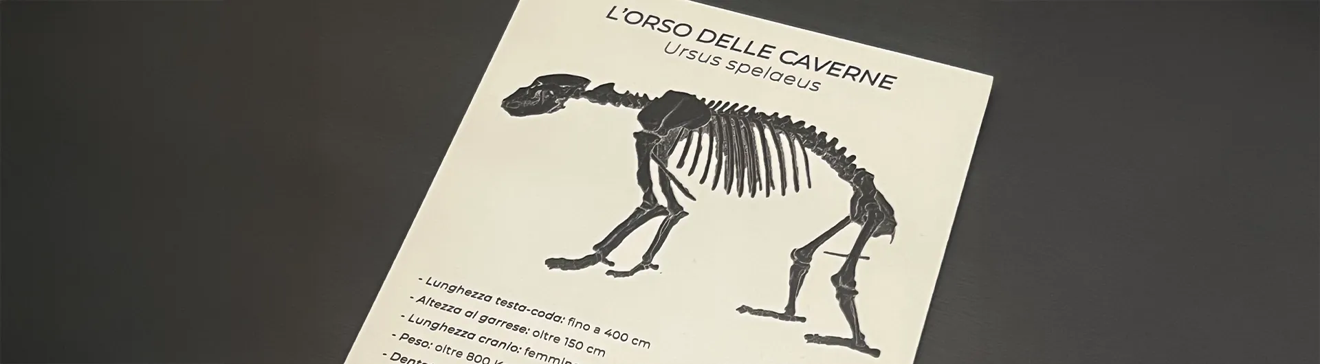 orso delle caverne a prevalle con zanaglio