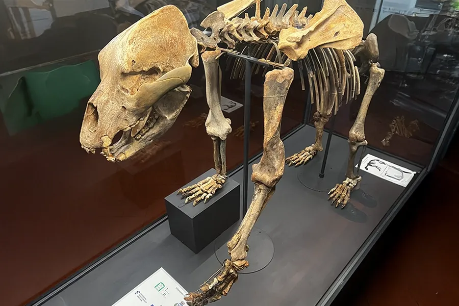 scheletro ricostruito di orso delle caverne